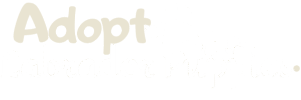 Adopt Labrador Puppies